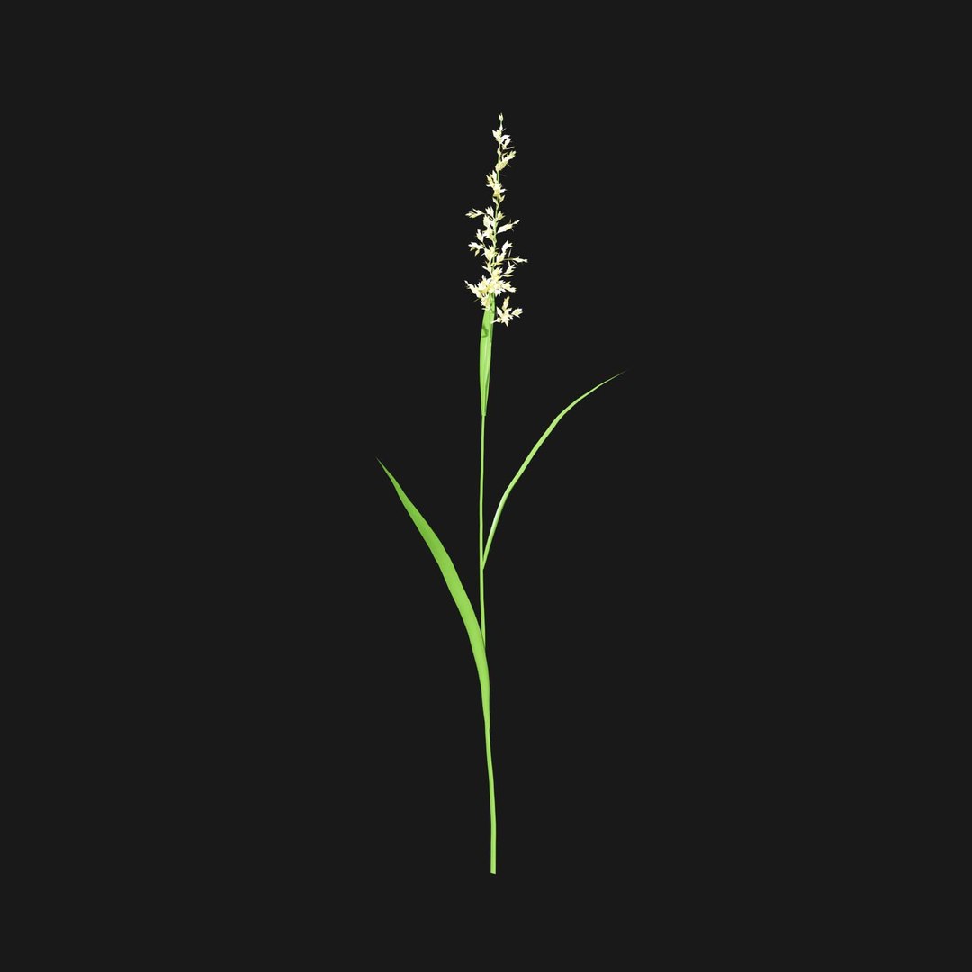 Real Grass 3D https://p.turbosquid.com/ts-thumb/OZ/wuh43I/5q/vpphalarisarundinaceav5/jpg/1695472767/1920x1080/fit_q87/aedba17da3f8f57eb364d86d24a709c329c8115d/vpphalarisarundinaceav5.jpg