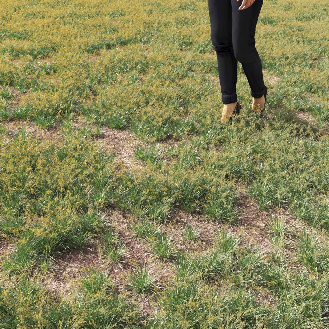 Real Grass 3D https://p.turbosquid.com/ts-thumb/OZ/wuh43I/64/vpfestucabaffinensisv1field/jpg/1695472721/1920x1080/fit_q87/aac2536c28c68ac39e3dac3153af0066e7ebc5c4/vpfestucabaffinensisv1field.jpg
