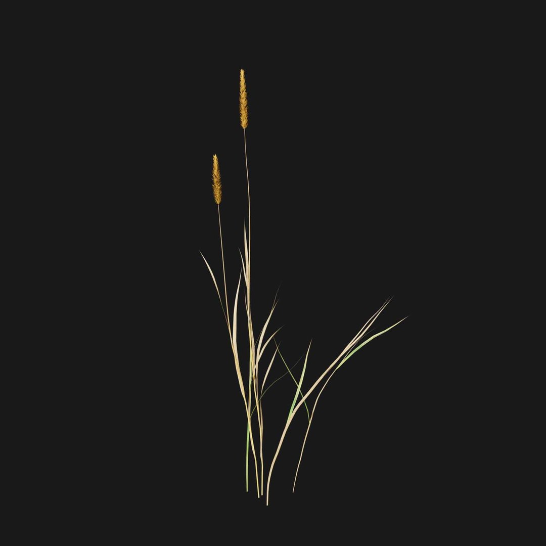 Real Grass 3D https://p.turbosquid.com/ts-thumb/OZ/wuh43I/6l/vpphleumpratensev4/jpg/1695472773/1920x1080/fit_q87/332154188137f2777259704d4892f505b8824a34/vpphleumpratensev4.jpg