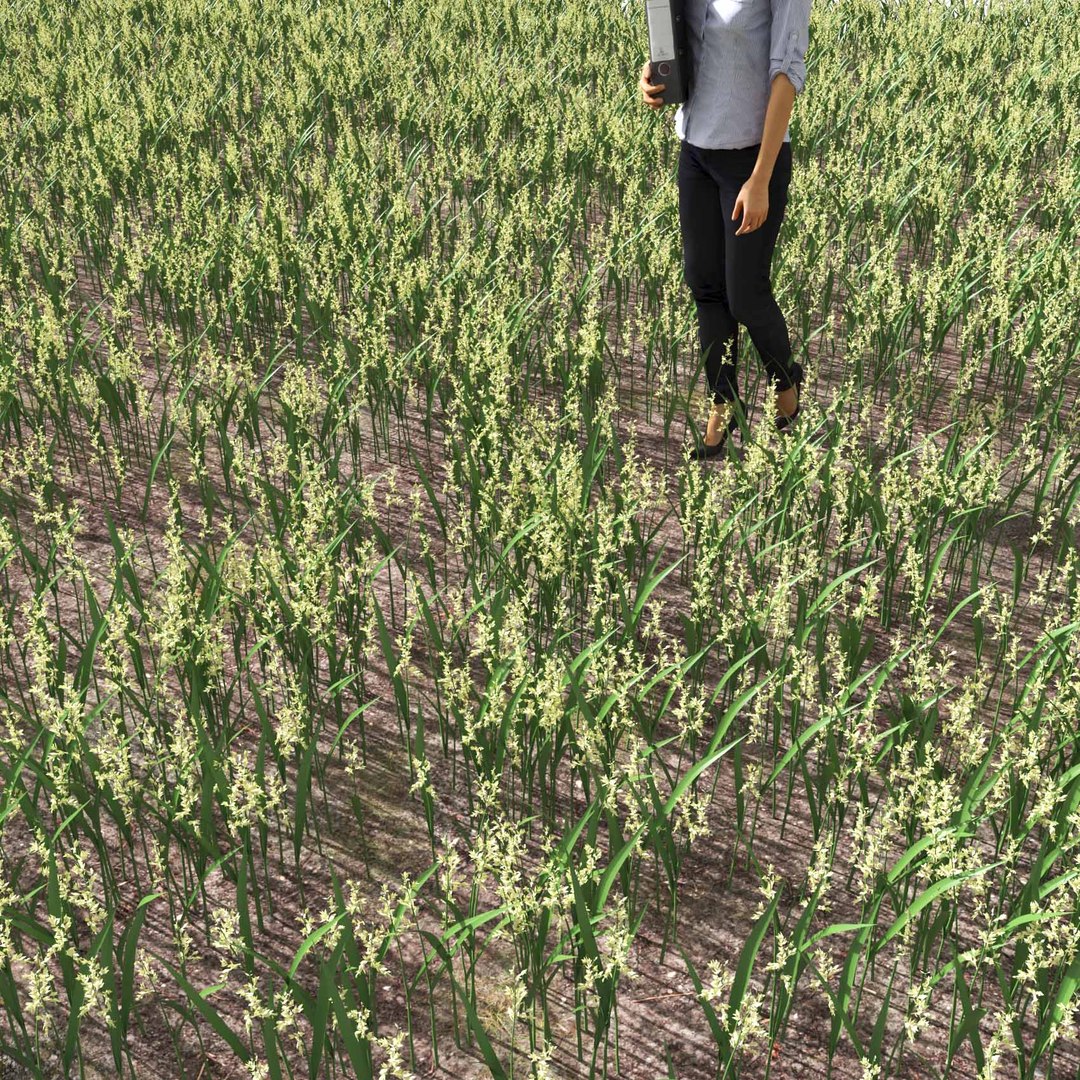 Real Grass 3D https://p.turbosquid.com/ts-thumb/OZ/wuh43I/6u/vpphalarisarundinaceav7field/jpg/1695472769/1920x1080/fit_q87/84a9bb8bd60858258bc953f7e98d169b50f0948a/vpphalarisarundinaceav7field.jpg
