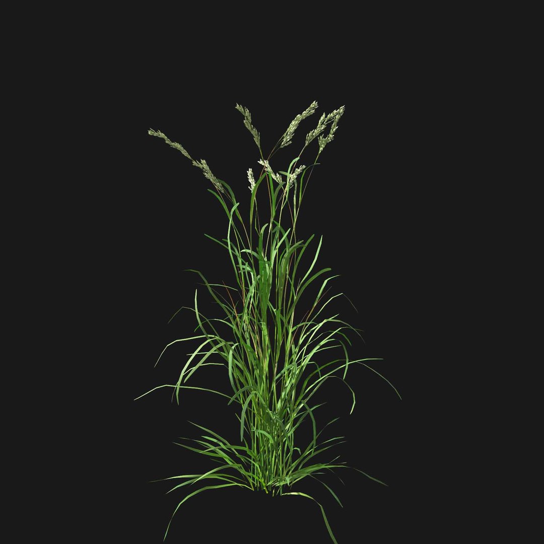 Real Grass 3D https://p.turbosquid.com/ts-thumb/OZ/wuh43I/7q/vpdactylisv2/jpg/1695472711/1920x1080/fit_q87/2fb4775cb481d7e1b27c8c24dcdecbedbaec682c/vpdactylisv2.jpg