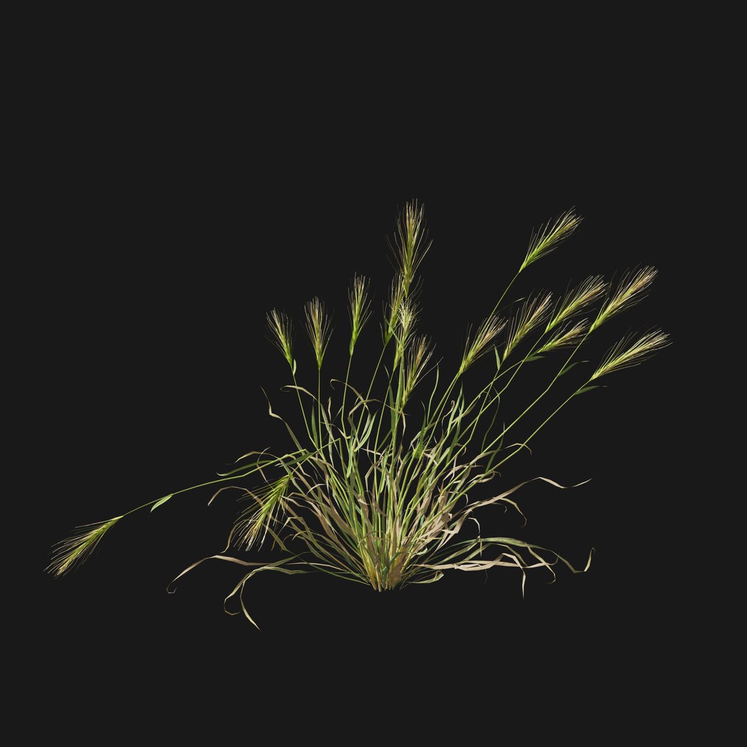 Real Grass 3D https://p.turbosquid.com/ts-thumb/OZ/wuh43I/7q/vphordeumv3/jpg/1695472736/1920x1080/fit_q87/3014c0f10c692b43465d3f25855fadda76ad2a2b/vphordeumv3.jpg