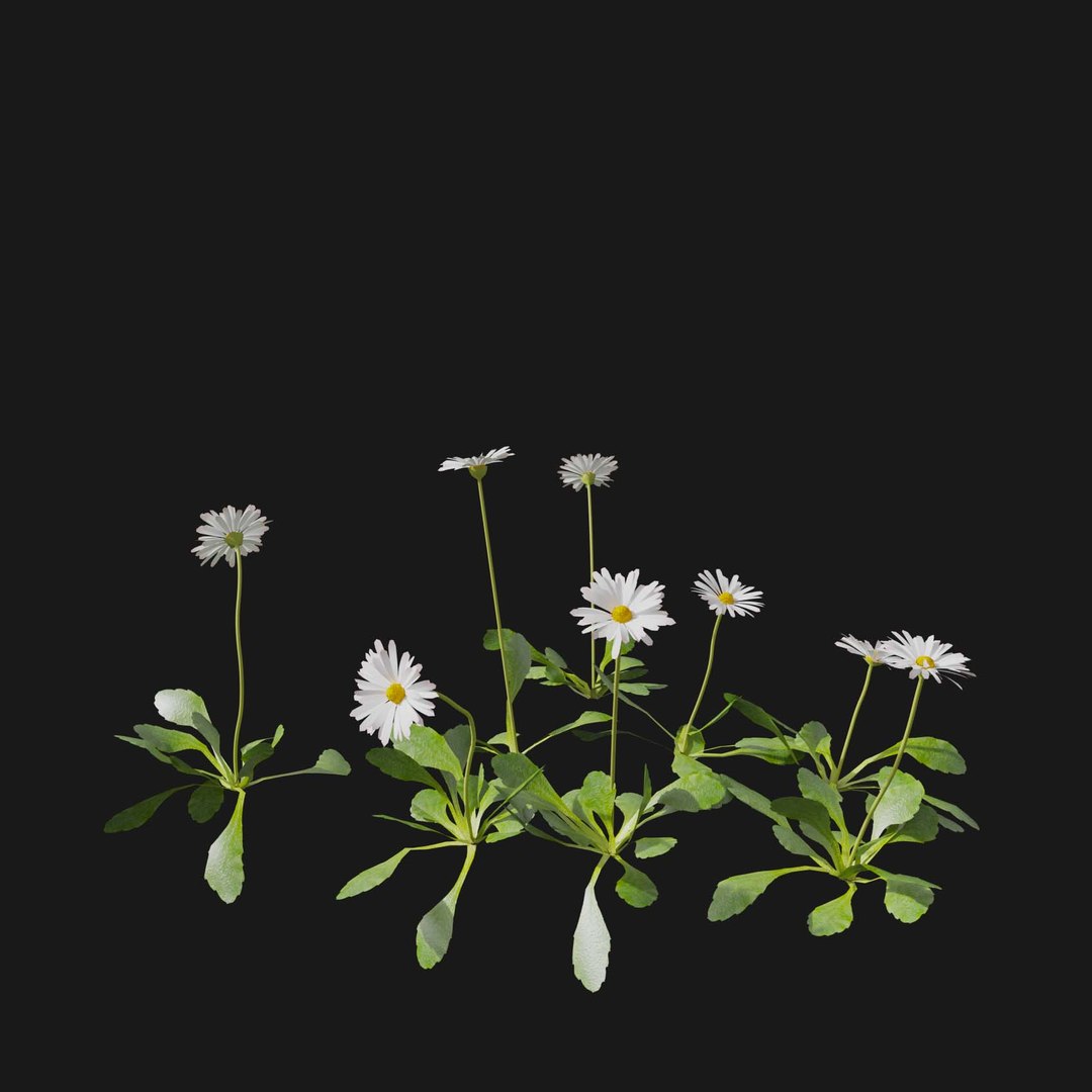 Real Grass 3D https://p.turbosquid.com/ts-thumb/OZ/wuh43I/83/vpbellisperennisv2/jpg/1695472692/1920x1080/fit_q87/a5a792ee5cc5d858563829a6781121a0e2fd4cb5/vpbellisperennisv2.jpg