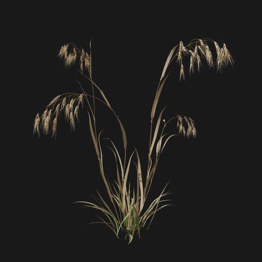 Real Grass 3D https://p.turbosquid.com/ts-thumb/OZ/wuh43I/8c/vpbromustectorumv4/jpg/1695472702/1920x1080/fit_q87/6d70b227fa210e9cfdae7660c63e9cffe19afef6/vpbromustectorumv4.jpg