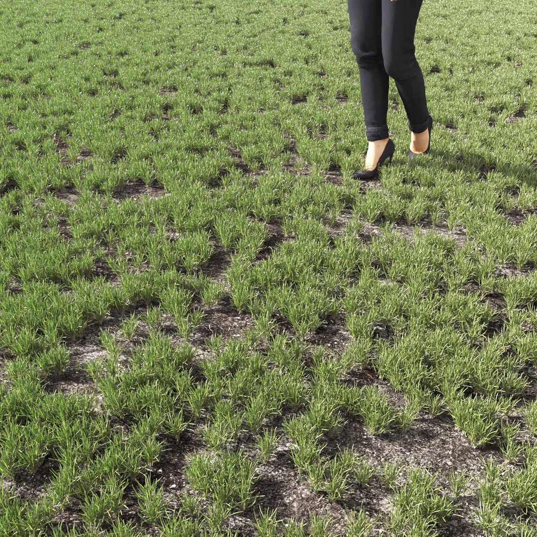 Real Grass 3D https://p.turbosquid.com/ts-thumb/OZ/wuh43I/9T/vppoapratensisv12field/jpg/1695472777/1920x1080/fit_q87/50801f8738d5e055e25d66d8776409ebfcb70c2c/vppoapratensisv12field.jpg