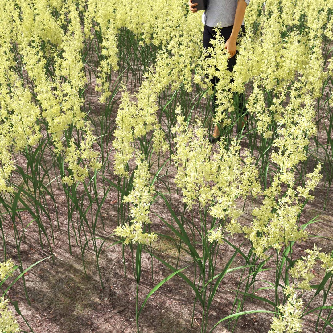 Real Grass 3D https://p.turbosquid.com/ts-thumb/OZ/wuh43I/9g/vpphalarisarundinaceav2field/jpg/1695472765/1920x1080/fit_q87/45dc3b73ec5dea071acf687b94c9aaa777e05ba3/vpphalarisarundinaceav2field.jpg