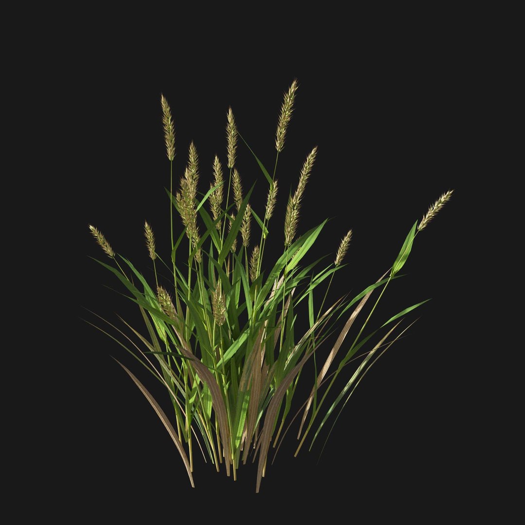 Real Grass 3D https://p.turbosquid.com/ts-thumb/OZ/wuh43I/AJ/vpalopecuruspratensisv3/jpg/1695472683/1920x1080/fit_q87/d6591d36a5244622dd5fa2b21578876531b578c6/vpalopecuruspratensisv3.jpg