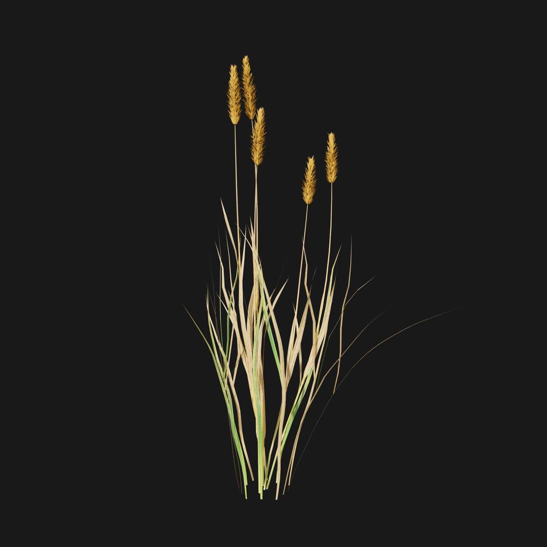 Real Grass 3D https://p.turbosquid.com/ts-thumb/OZ/wuh43I/B3/vpphleumpratensev5/jpg/1695472774/1920x1080/fit_q87/4fe2129e388a2a5fed03ae6d536a8ad2aff400d3/vpphleumpratensev5.jpg