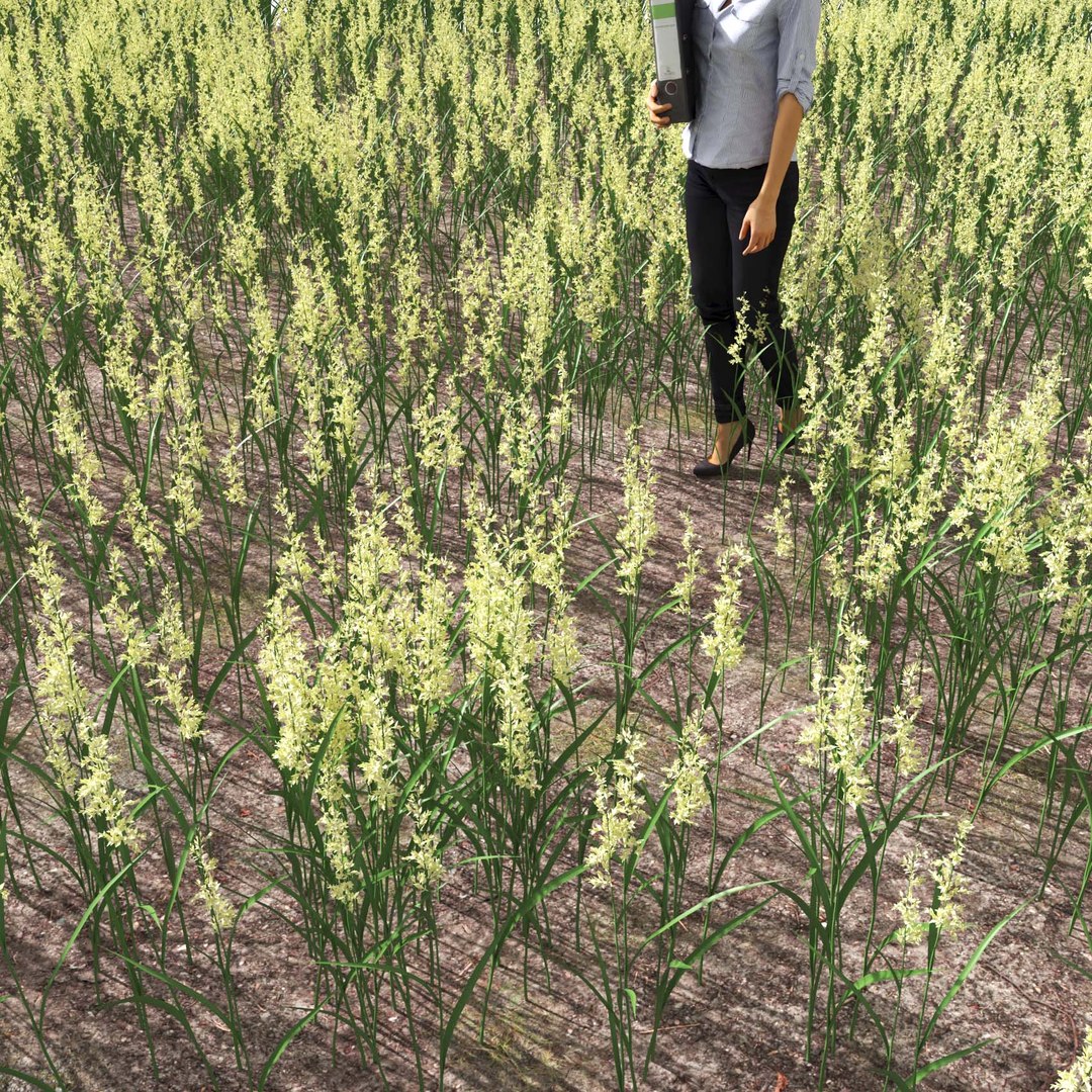 Real Grass 3D https://p.turbosquid.com/ts-thumb/OZ/wuh43I/BD/vpphalarisarundinaceav5field/jpg/1695472768/1920x1080/fit_q87/5defa95d01c03e33733abfb40d1ddef0fcb09713/vpphalarisarundinaceav5field.jpg