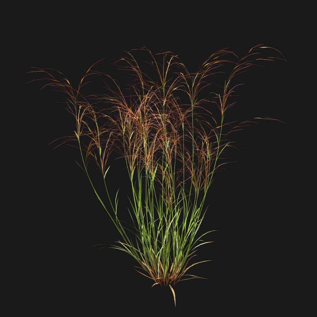 Real Grass 3D https://p.turbosquid.com/ts-thumb/OZ/wuh43I/BO/vparistidapurpureav3/jpg/1695472688/1920x1080/fit_q87/d38594b7a28d83e4d447d590a37cd20cb7413476/vparistidapurpureav3.jpg
