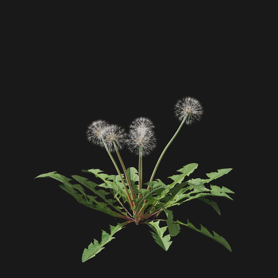 Real Grass 3D https://p.turbosquid.com/ts-thumb/OZ/wuh43I/CS/vpdandelionv3/jpg/1695472717/1920x1080/fit_q87/d92408b32a6b97e34bb9ae490d88db5022a38572/vpdandelionv3.jpg