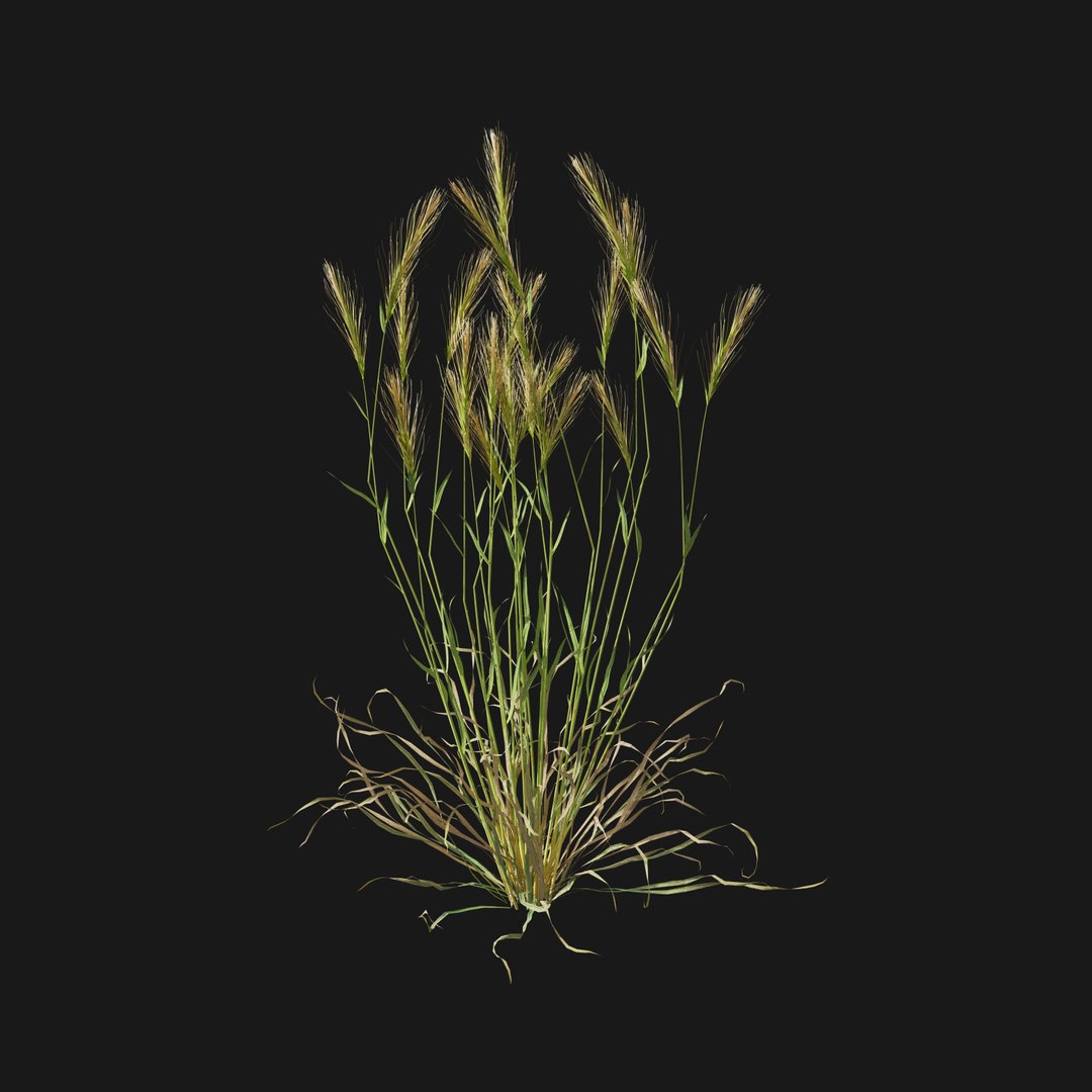 Real Grass 3D https://p.turbosquid.com/ts-thumb/OZ/wuh43I/Cw/vphordeumv5/jpg/1695472737/1920x1080/fit_q87/9184b1f514d281686ff6a5a2e2d2745af2e89a63/vphordeumv5.jpg
