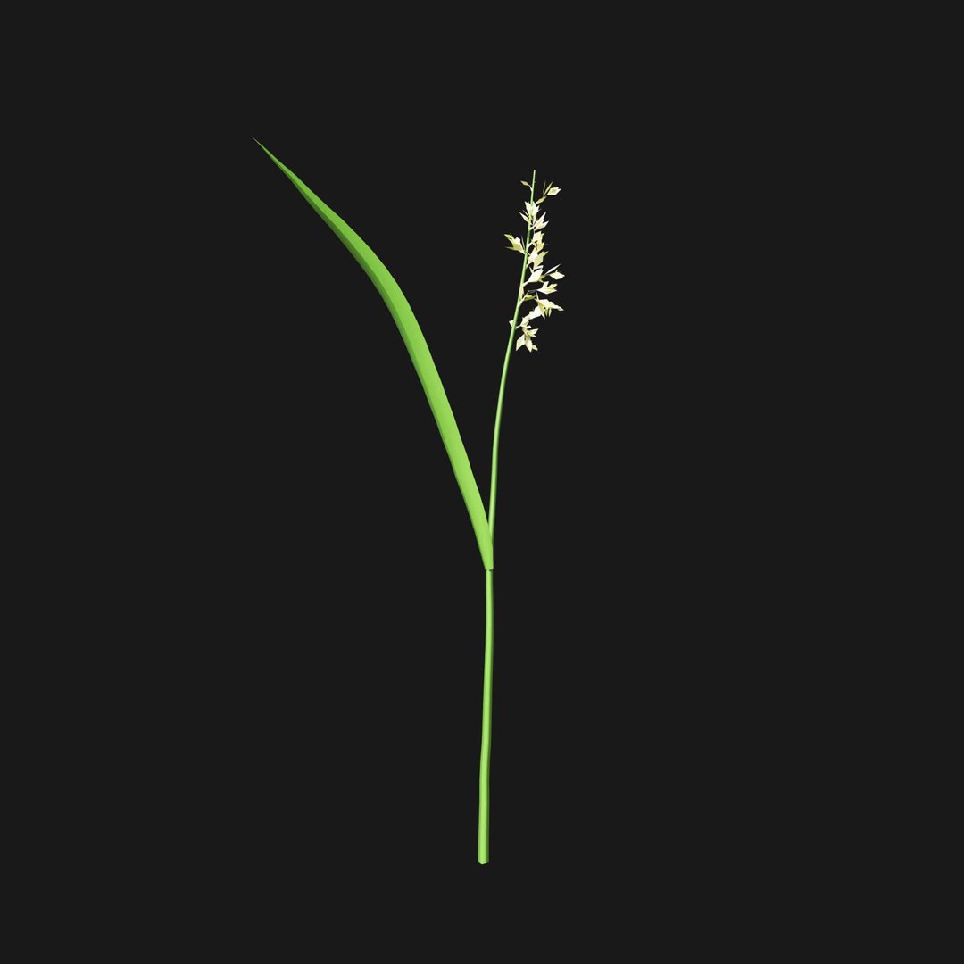 Real Grass 3D https://p.turbosquid.com/ts-thumb/OZ/wuh43I/DF/vpphalarisarundinaceav7/jpg/1695472769/1920x1080/fit_q87/ca8b6fb82738e35719af9f126cd4d0efdd49b1fa/vpphalarisarundinaceav7.jpg