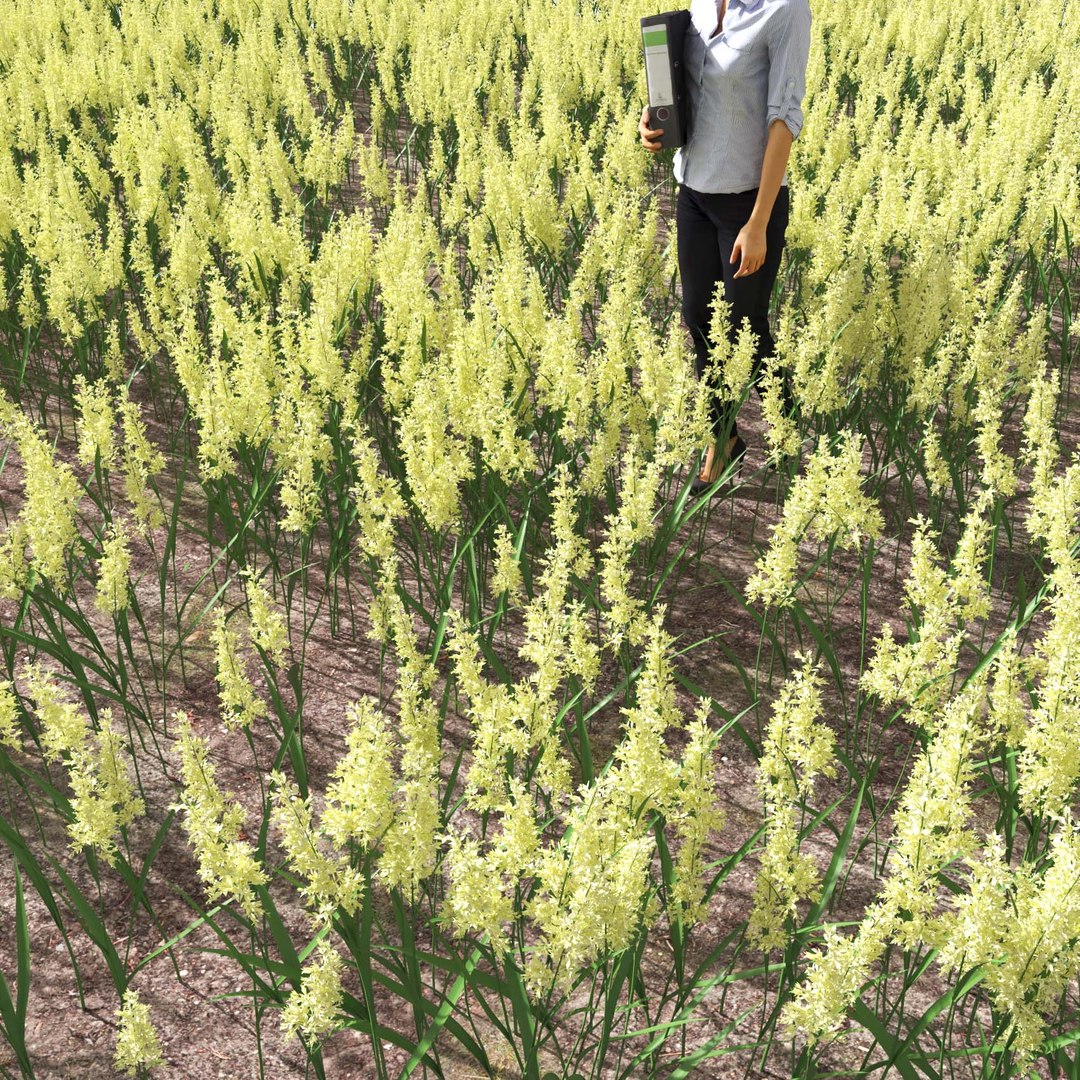 Real Grass 3D https://p.turbosquid.com/ts-thumb/OZ/wuh43I/Dc/vpphalarisarundinaceav3field/jpg/1695472766/1920x1080/fit_q87/2c9501e737e7c248b3cf4e4418af060b9e2e7938/vpphalarisarundinaceav3field.jpg
