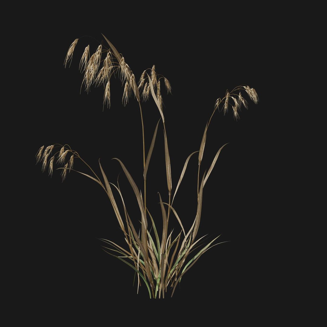 Real Grass 3D https://p.turbosquid.com/ts-thumb/OZ/wuh43I/Dk/vpbromustectorumv1/jpg/1695472699/1920x1080/fit_q87/6d29ce3eb992c44ad08abd82905167d0a1508ffd/vpbromustectorumv1.jpg