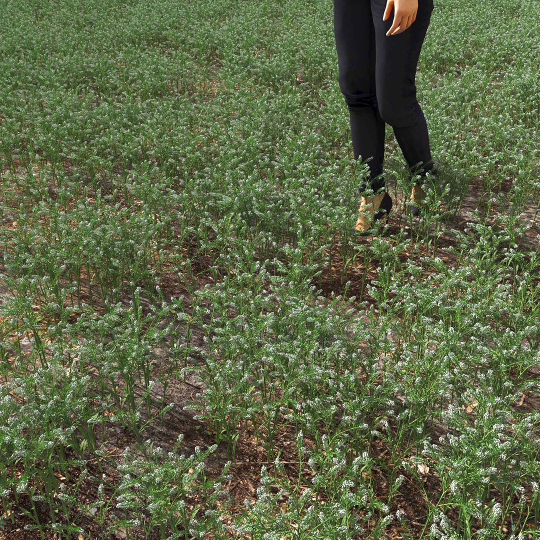 Real Grass 3D https://p.turbosquid.com/ts-thumb/OZ/wuh43I/E8/vplepidiumvirginicumv4field/jpg/1695472747/1920x1080/fit_q87/30e8b0cbcc049c4a59f6096c4c4cd8c0f7953a17/vplepidiumvirginicumv4field.jpg