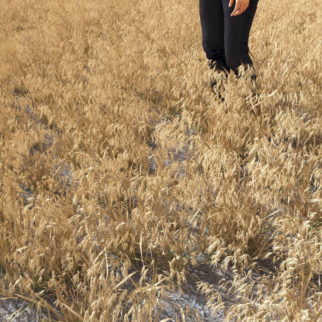 Real Grass 3D https://p.turbosquid.com/ts-thumb/OZ/wuh43I/EG/vpbromustectorumv6field/jpg/1695472704/1920x1080/fit_q87/237215477e82623d2990c281c488bf886c0fbbaf/vpbromustectorumv6field.jpg