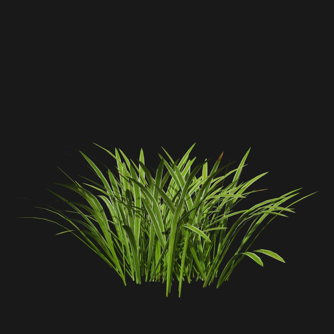 Real Grass 3D https://p.turbosquid.com/ts-thumb/OZ/wuh43I/ET/vpliriopemuscariv6/jpg/1695472763/1920x1080/fit_q87/3469d0f62678045e83493dcd83cec9f4985f5341/vpliriopemuscariv6.jpg