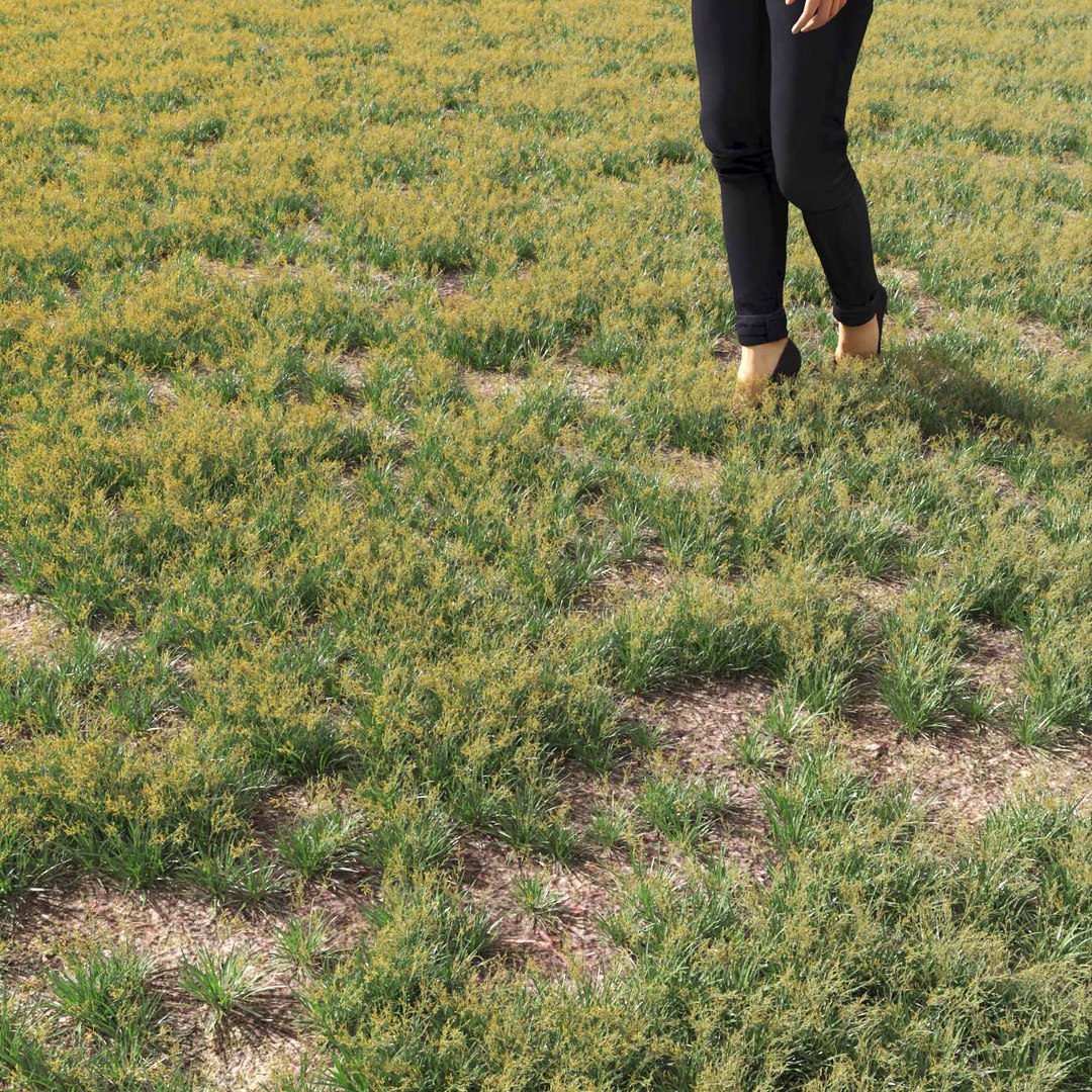 Real Grass 3D https://p.turbosquid.com/ts-thumb/OZ/wuh43I/Ed/vpfestucabaffinensisv3field/jpg/1695472723/1920x1080/fit_q87/92db53376fb977d35ac58984baf411fd947dcd16/vpfestucabaffinensisv3field.jpg