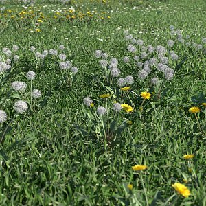 Real Grass