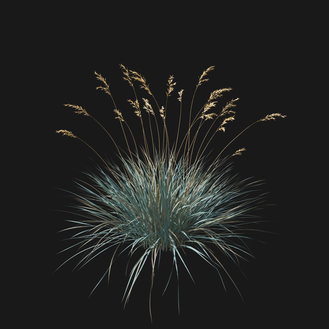 Real Grass 3D https://p.turbosquid.com/ts-thumb/OZ/wuh43I/HL/vphelictotrichonv4/jpg/1695472731/1920x1080/fit_q87/8ca377a24febe75060dc47b797e955a134df5aad/vphelictotrichonv4.jpg