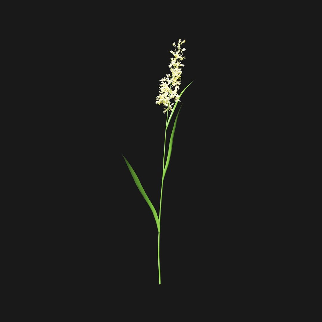 Real Grass 3D https://p.turbosquid.com/ts-thumb/OZ/wuh43I/IG/vpphalarisarundinaceav3/jpg/1695472766/1920x1080/fit_q87/8e6eccbea2b48c883b6f22ab6cdb143b10055f6e/vpphalarisarundinaceav3.jpg