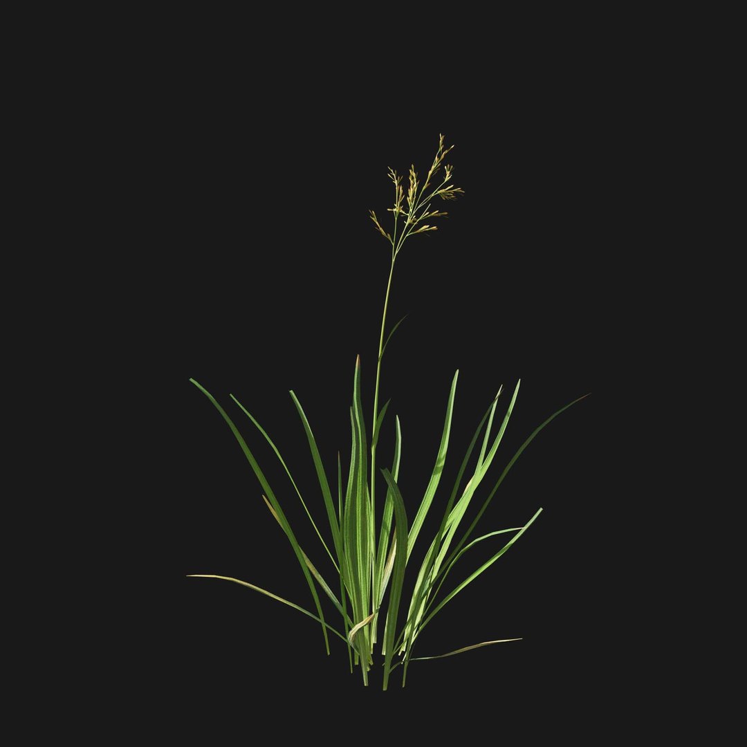 Real Grass 3D https://p.turbosquid.com/ts-thumb/OZ/wuh43I/IT/vpfestucabaffinensisv5/jpg/1695472725/1920x1080/fit_q87/0f38a321a16b9869fb03d8365b628fc5ff94e172/vpfestucabaffinensisv5.jpg