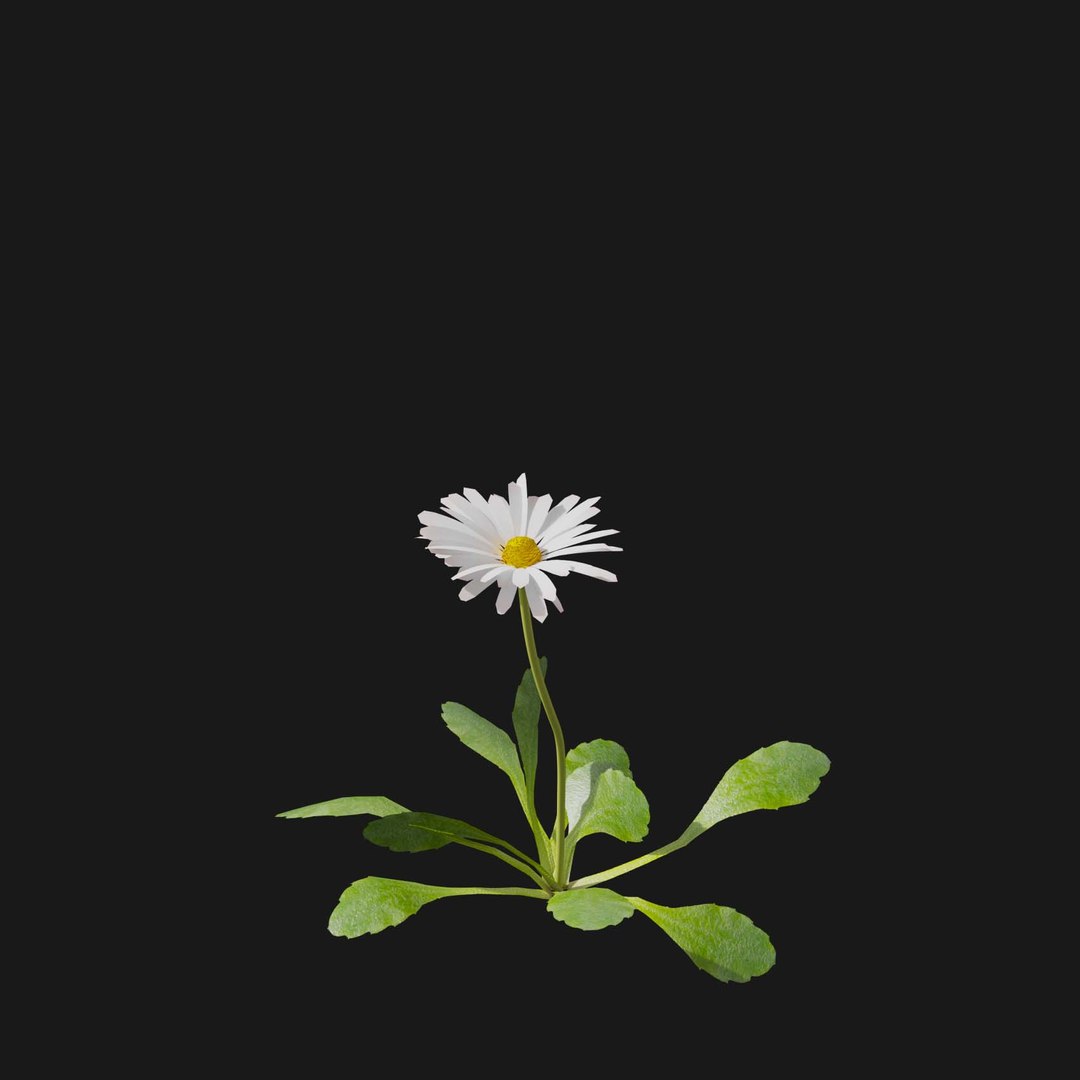 Real Grass 3D https://p.turbosquid.com/ts-thumb/OZ/wuh43I/Im/vpbellisperennisv7/jpg/1695472697/1920x1080/fit_q87/71a3815071acad0a8ff2fa0d2ffce99d3f3f6d2c/vpbellisperennisv7.jpg