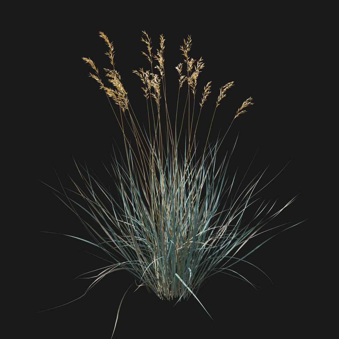 Real Grass 3D https://p.turbosquid.com/ts-thumb/OZ/wuh43I/Iq/vphelictotrichonv5/jpg/1695472733/1920x1080/fit_q87/40f7e1f3ca944fc85305b384f27f71724acaccc2/vphelictotrichonv5.jpg