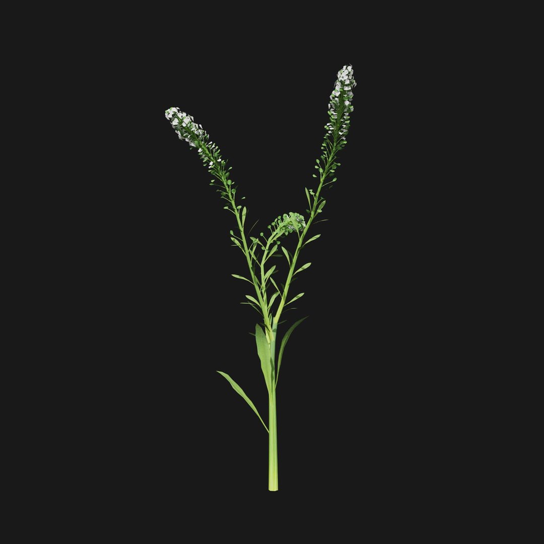 Real Grass 3D https://p.turbosquid.com/ts-thumb/OZ/wuh43I/JH/vplepidiumvirginicumv6/jpg/1695472749/1920x1080/fit_q87/0b328f90764fde280c7d70a7250e5be5f1dd492d/vplepidiumvirginicumv6.jpg