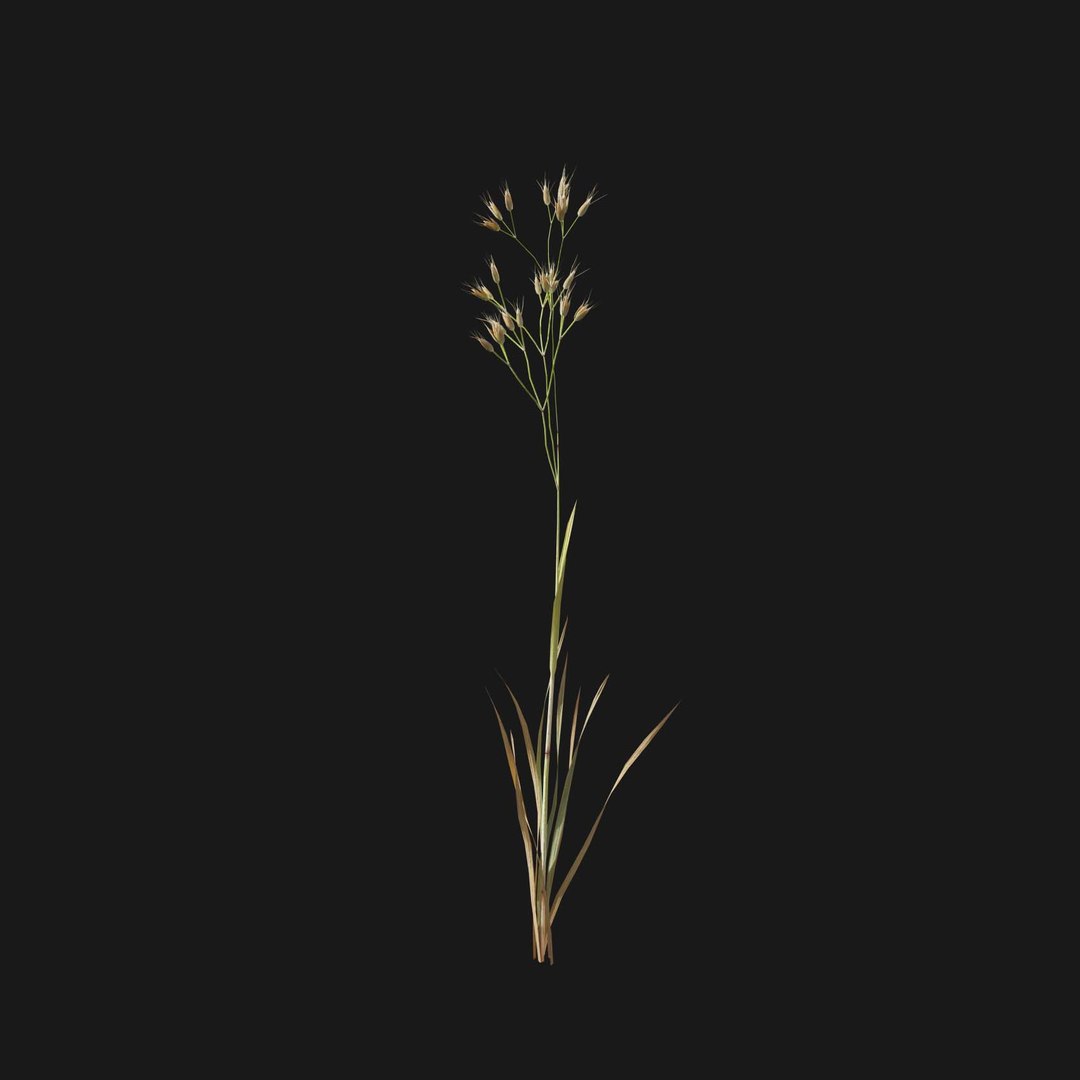 Real Grass 3D https://p.turbosquid.com/ts-thumb/OZ/wuh43I/JZ/vpairacaryophv2/jpg/1695472676/1920x1080/fit_q87/a24c904264761b1fbfdddc1963a19229e7064072/vpairacaryophv2.jpg
