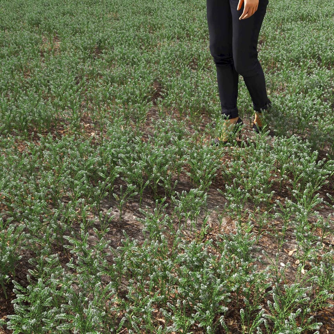 Real Grass 3D https://p.turbosquid.com/ts-thumb/OZ/wuh43I/K6/vplepidiumvirginicumv2field/jpg/1695472745/1920x1080/fit_q87/5818636cc72fc7035399e8d8f5a920b379ab2d36/vplepidiumvirginicumv2field.jpg