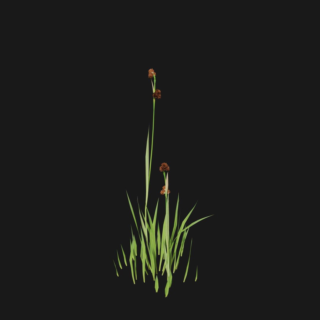 Real Grass 3D https://p.turbosquid.com/ts-thumb/OZ/wuh43I/KB/vpjuncusensifoliusv2/jpg/1695472739/1920x1080/fit_q87/4d5fbadd1b379aa102dc14cce0def263c3a98017/vpjuncusensifoliusv2.jpg