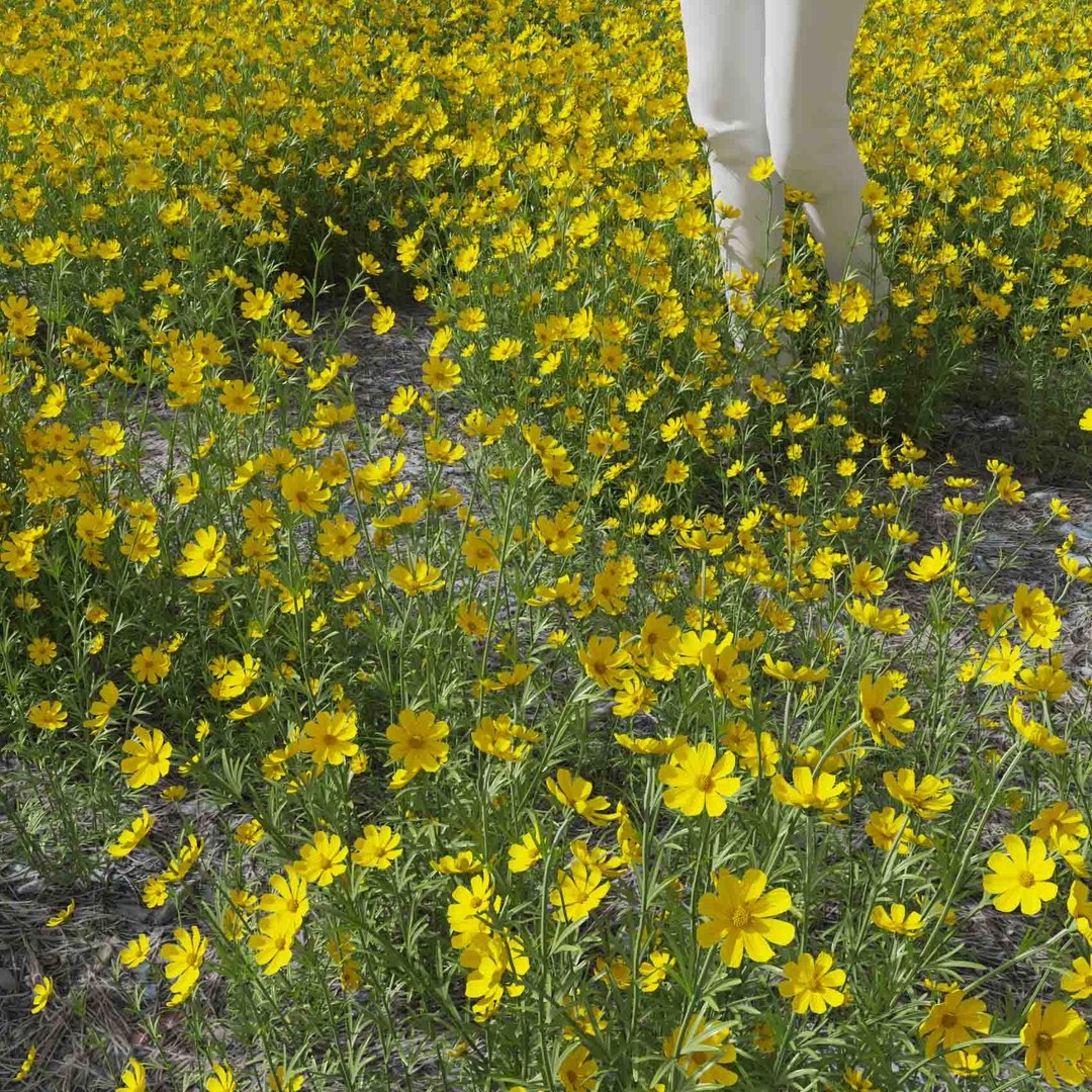 Real Grass 3D https://p.turbosquid.com/ts-thumb/OZ/wuh43I/KY/vpcoreopsispalmatav1field/jpg/1695472705/1920x1080/fit_q87/4ff82feb1ad29f0283054185191f27d606da987a/vpcoreopsispalmatav1field.jpg