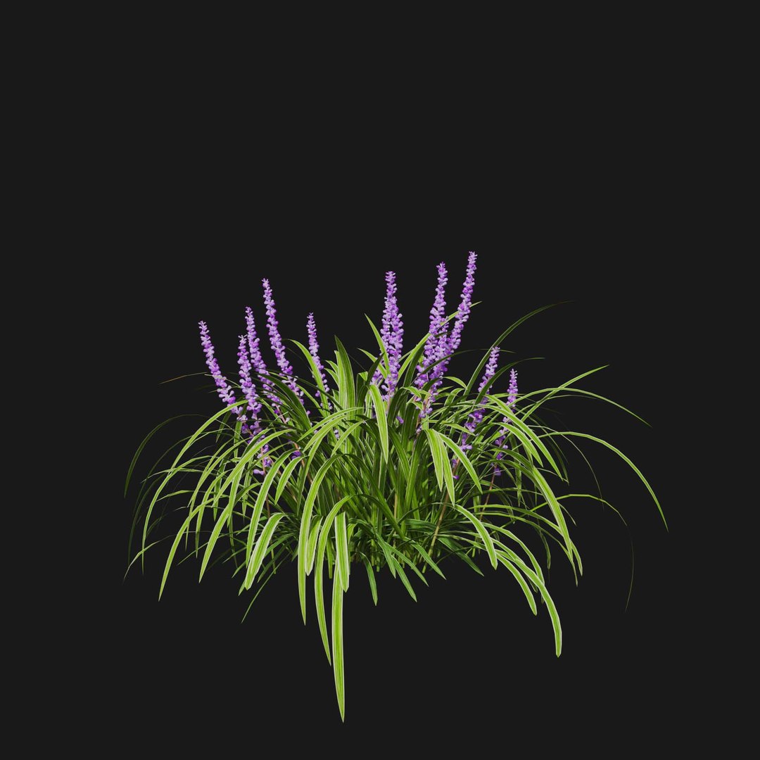 Real Grass 3D https://p.turbosquid.com/ts-thumb/OZ/wuh43I/Kk/vpliriopemuscariv2/jpg/1695472759/1920x1080/fit_q87/3124394e84444b48740867d5e8897748ffc63528/vpliriopemuscariv2.jpg