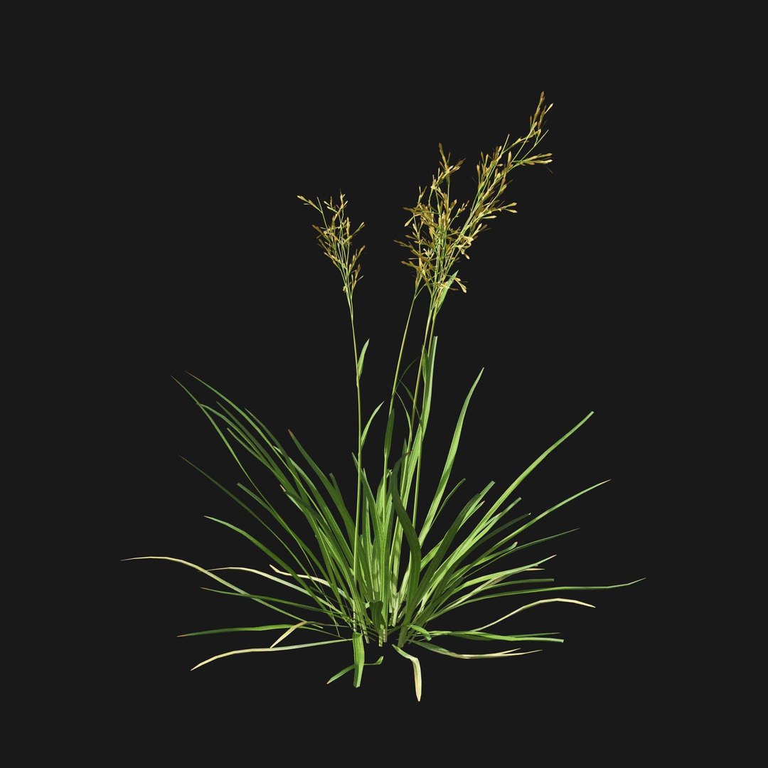 Real Grass 3D https://p.turbosquid.com/ts-thumb/OZ/wuh43I/LE/vpfestucabaffinensisv4/jpg/1695472724/1920x1080/fit_q87/b9530b1c9260bc2a3712b55cead3042be6aa4be6/vpfestucabaffinensisv4.jpg
