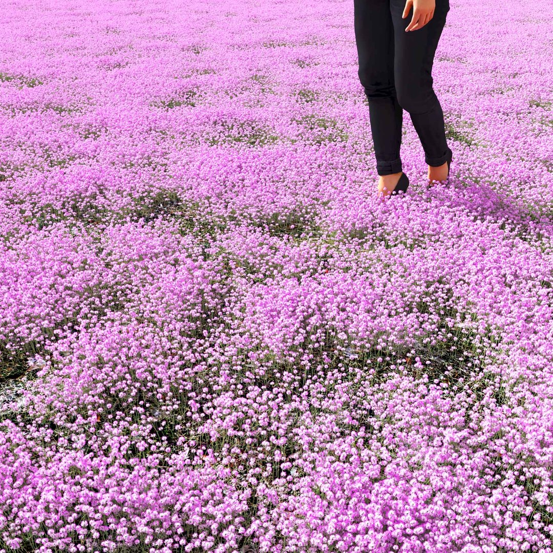 Real Grass 3D https://p.turbosquid.com/ts-thumb/OZ/wuh43I/LE/vptrifoliumv7field/jpg/1695472795/1920x1080/fit_q87/2ac3ab40548d615181a9d7664ab35d10b22189a1/vptrifoliumv7field.jpg