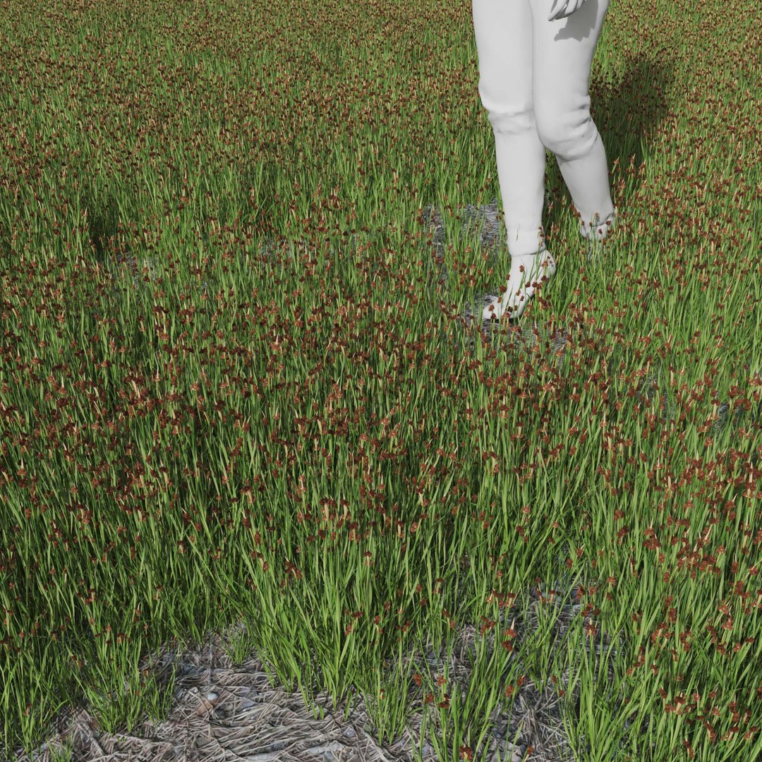 Real Grass 3D https://p.turbosquid.com/ts-thumb/OZ/wuh43I/N4/vpjuncusensifoliusv5field/jpg/1695472743/1920x1080/fit_q87/2056cd73c844574e850073ddd279639843107afa/vpjuncusensifoliusv5field.jpg