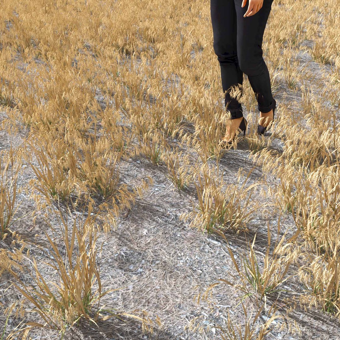 Real Grass 3D https://p.turbosquid.com/ts-thumb/OZ/wuh43I/NJ/vpbromustectorumv2field/jpg/1695472700/1920x1080/fit_q87/8ea81c2c6296d50e438473c73ea1c222772a2f97/vpbromustectorumv2field.jpg
