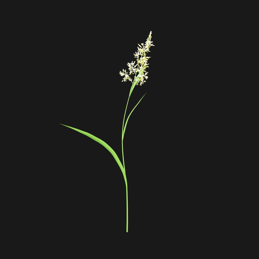 Real Grass 3D https://p.turbosquid.com/ts-thumb/OZ/wuh43I/Nl/vpphalarisarundinaceav1/jpg/1695472764/1920x1080/fit_q87/afc317a4817fb894517fd25ef5503bad69595498/vpphalarisarundinaceav1.jpg