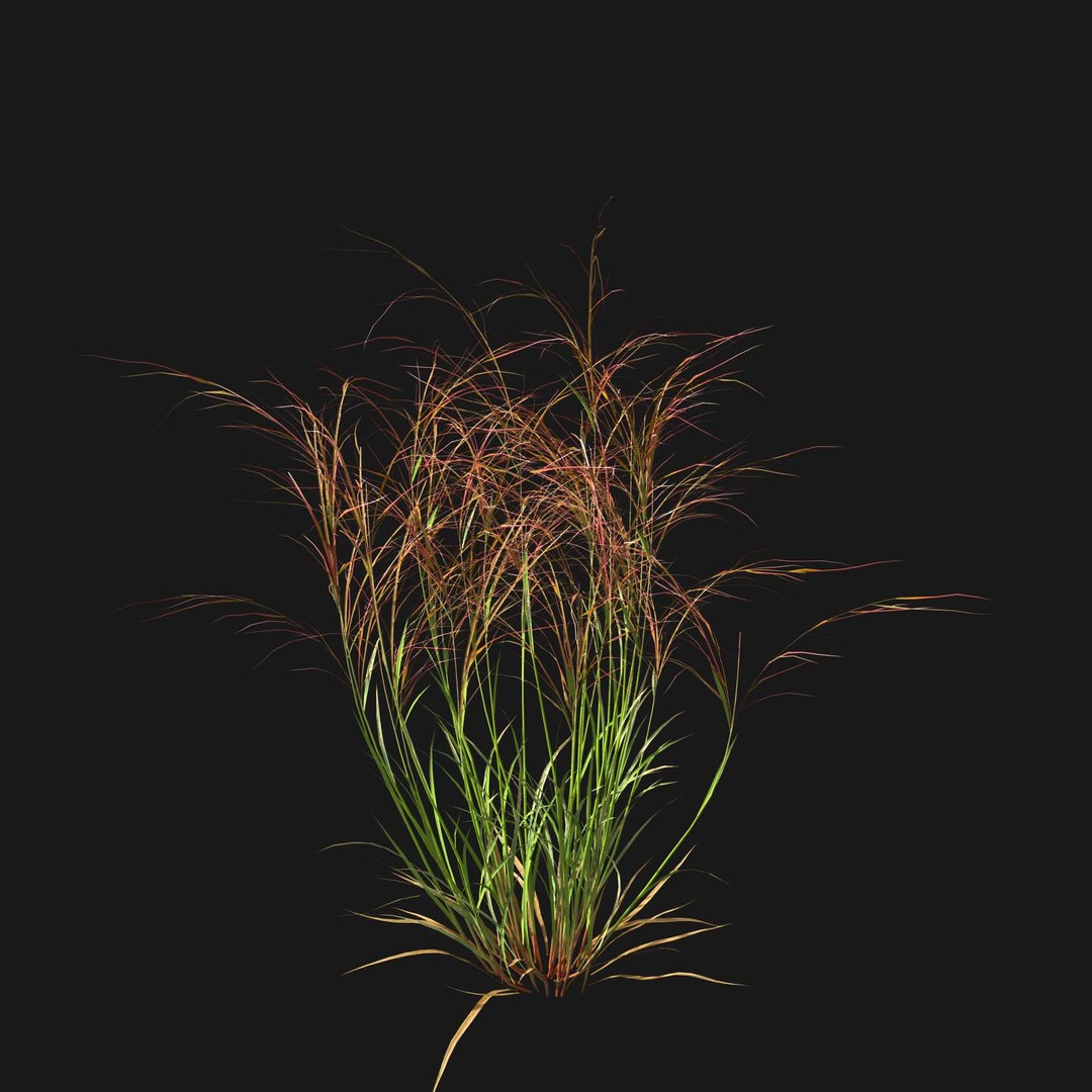 Real Grass 3D https://p.turbosquid.com/ts-thumb/OZ/wuh43I/Ot/vparistidapurpureav4/jpg/1695472689/1920x1080/fit_q87/95aad5ea2f00e7ca97a428b8523fddbfed25ae29/vparistidapurpureav4.jpg