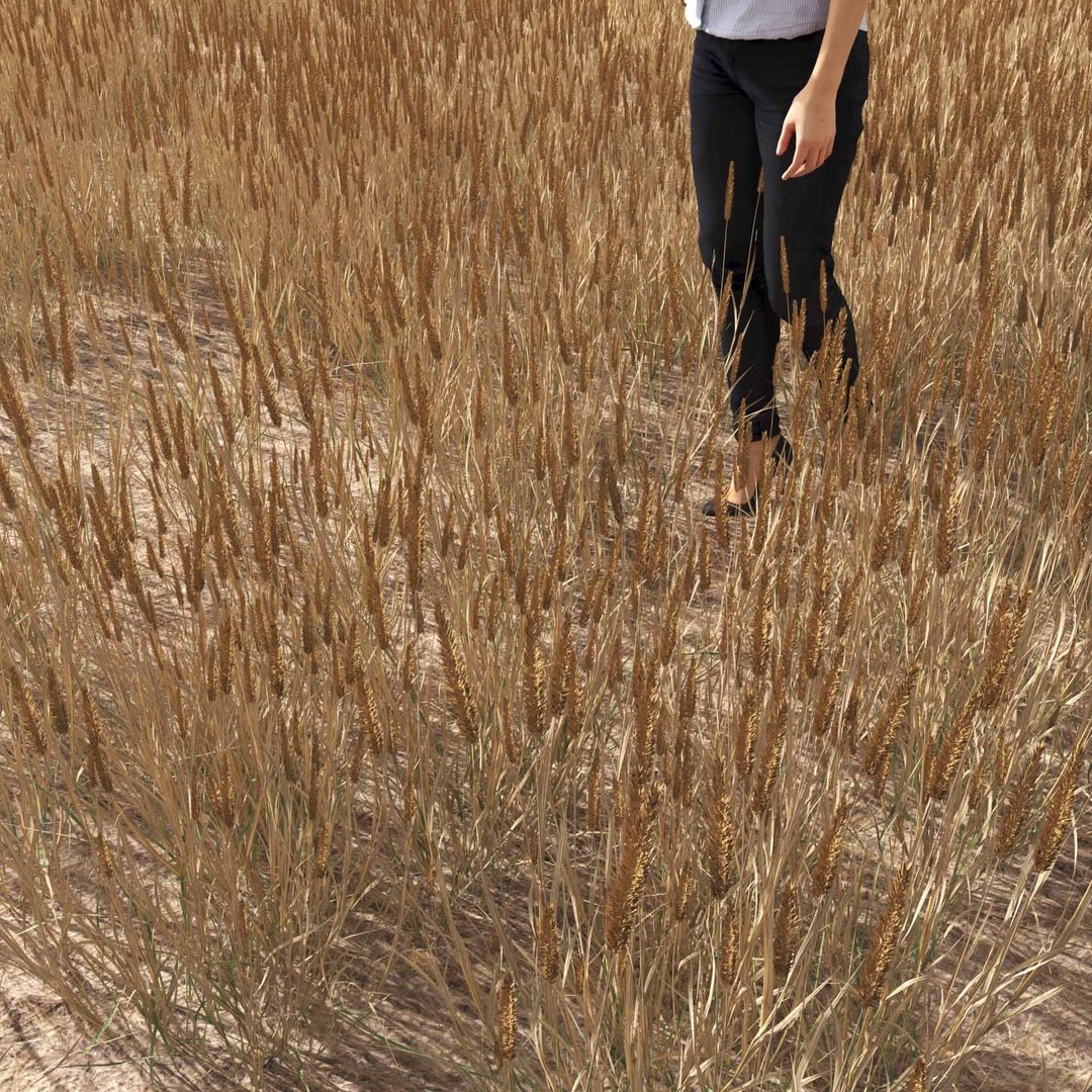 Real Grass 3D https://p.turbosquid.com/ts-thumb/OZ/wuh43I/Qb/vpphleumpratensev1field/jpg/1695472770/1920x1080/fit_q87/c9b1b9bfd9009f0cc7db2ea4d685221d3c2c3263/vpphleumpratensev1field.jpg