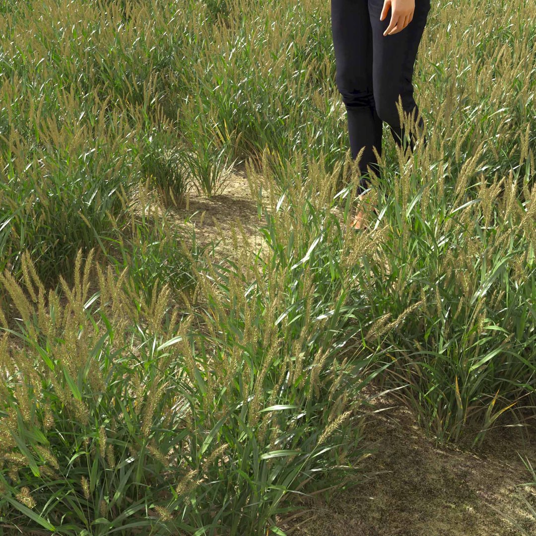 Real Grass 3D https://p.turbosquid.com/ts-thumb/OZ/wuh43I/Qe/vpalopecuruspratensisv4field/jpg/1695472684/1920x1080/fit_q87/f11ad36b1ae645776b104275dcd32e84b5ad57ec/vpalopecuruspratensisv4field.jpg