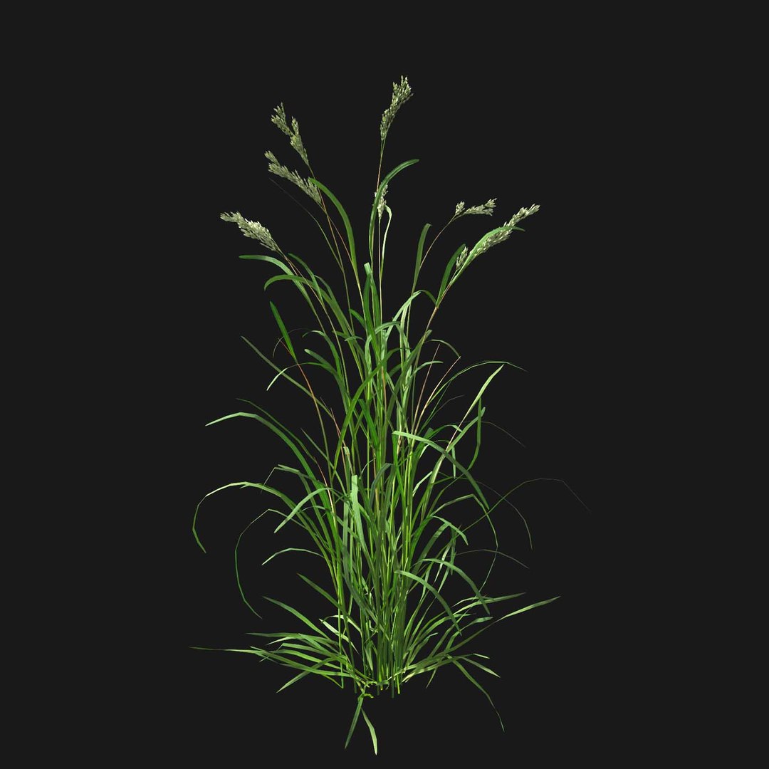 Real Grass 3D https://p.turbosquid.com/ts-thumb/OZ/wuh43I/TR/vpdactylisv1/jpg/1695472710/1920x1080/fit_q87/874fc23f30b97f5e69e08a308a610500be79474b/vpdactylisv1.jpg