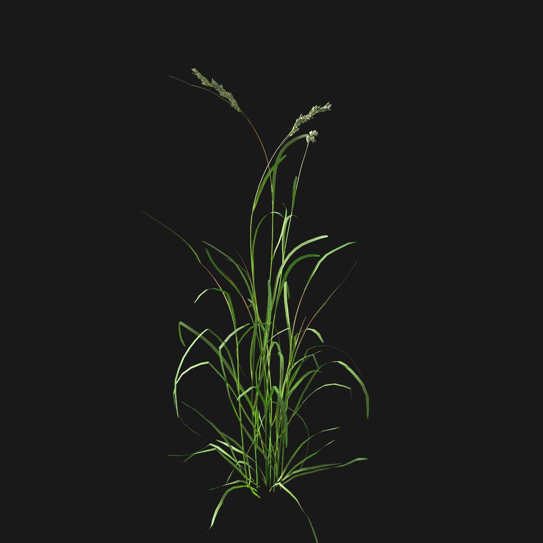 Real Grass 3D https://p.turbosquid.com/ts-thumb/OZ/wuh43I/Ta/vpdactylisv5/jpg/1695472714/1920x1080/fit_q87/94e7817275ba4423c3ca2bde73607d0df115bd5a/vpdactylisv5.jpg