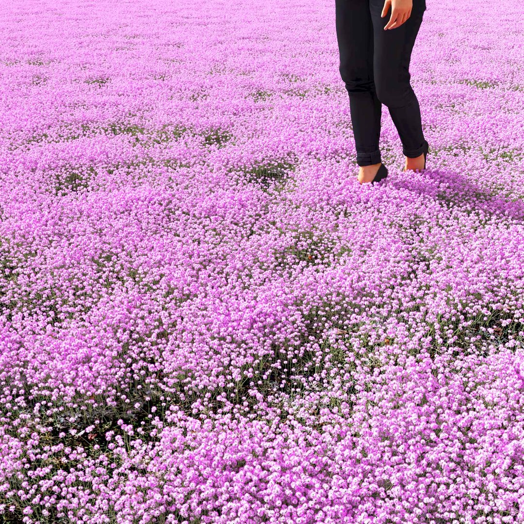 Real Grass 3D https://p.turbosquid.com/ts-thumb/OZ/wuh43I/Tj/vptrifoliumv6field/jpg/1695472794/1920x1080/fit_q87/fa8f84d40daaabe5627a258418f6c7124c40b16a/vptrifoliumv6field.jpg