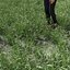 真草