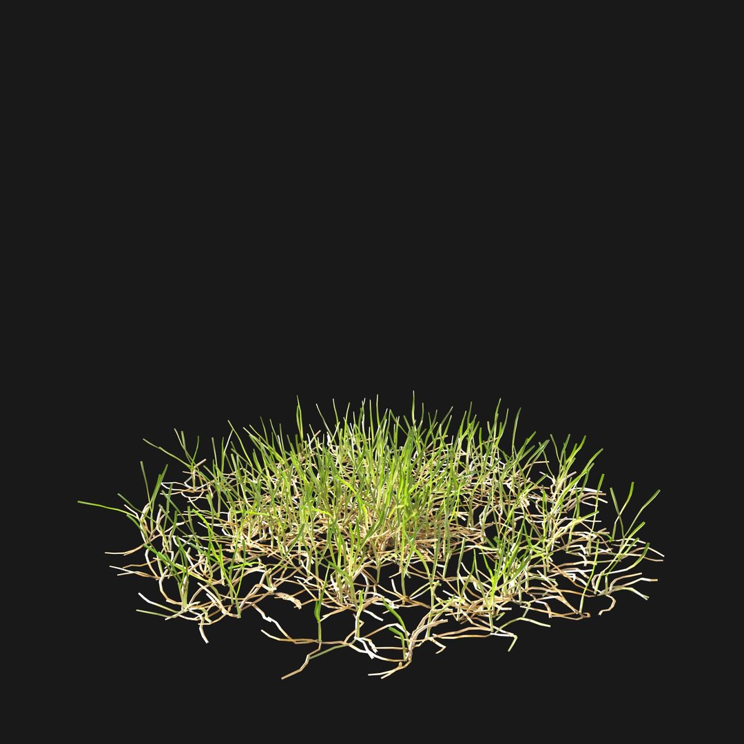 Real Grass 3D https://p.turbosquid.com/ts-thumb/OZ/wuh43I/UR/vppoapratensisv11/jpg/1695472776/1920x1080/fit_q87/202bdb84956851d1eee168b580a59396e5a7a93d/vppoapratensisv11.jpg