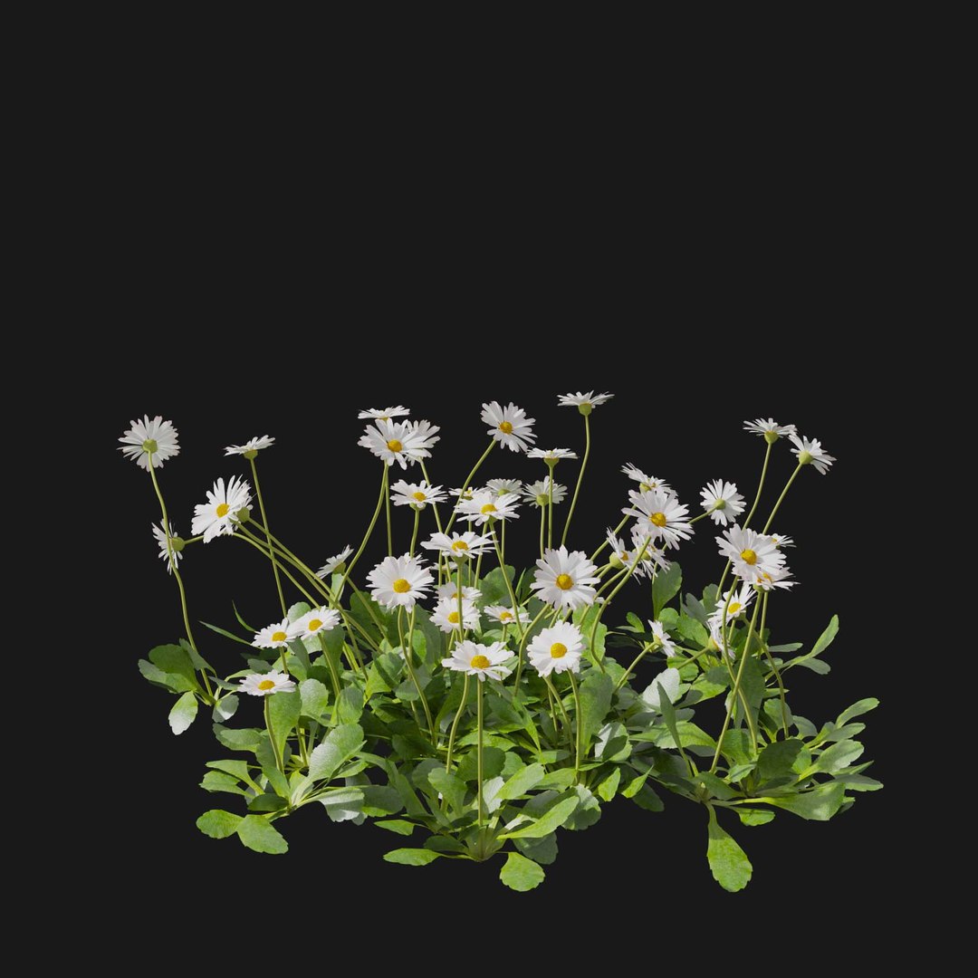 Real Grass 3D https://p.turbosquid.com/ts-thumb/OZ/wuh43I/V4/vpbellisperennisv1/jpg/1695472691/1920x1080/fit_q87/604c149189dbf727e6cf35ff8d4a00b46b2916e8/vpbellisperennisv1.jpg