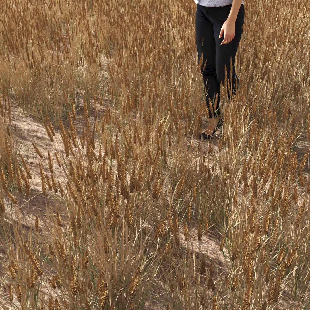 Real Grass 3D https://p.turbosquid.com/ts-thumb/OZ/wuh43I/VC/vpphleumpratensev3field/jpg/1695472772/1920x1080/fit_q87/db80d8181b85ac0dbdada93448e04b57dada9646/vpphleumpratensev3field.jpg